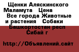 Щенки Аляскинского Маламута › Цена ­ 10 000 - Все города Животные и растения » Собаки   . Башкортостан респ.,Сибай г.